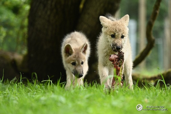 Polarwölfe Arctic wolves Anyu Nova Yuki